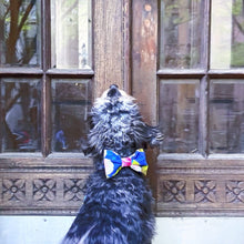 Load image into Gallery viewer, Hawaiian Aloha Blue Dog Bowtie on a cute dog