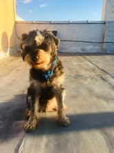 Load image into Gallery viewer, Rex Slip Collar - Aqua