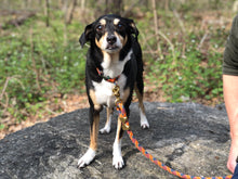Load image into Gallery viewer, Fuji Rope Leash - Orange