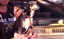 Load image into Gallery viewer, Fuji Rope Leash - Orange
