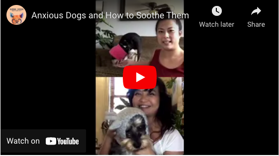 Anxious Pets & How to Soothe Them