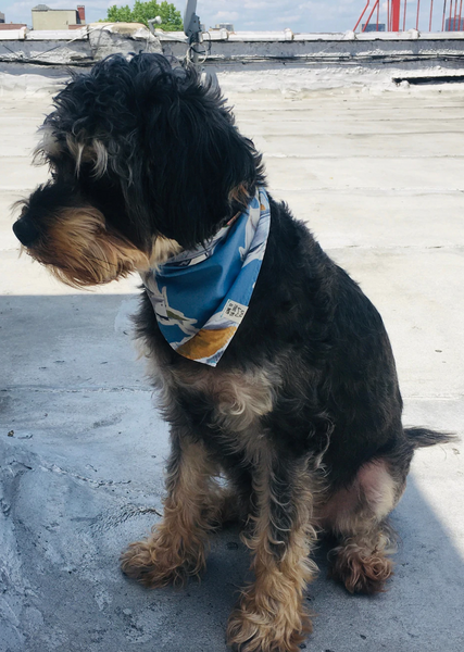 The Ultimate Guide to Bandanas for Dogs and How to Choose the Best One