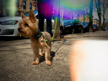 Load image into Gallery viewer, Fuji Rope Leash - Green
